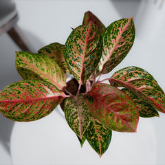 Aglonema Widuri