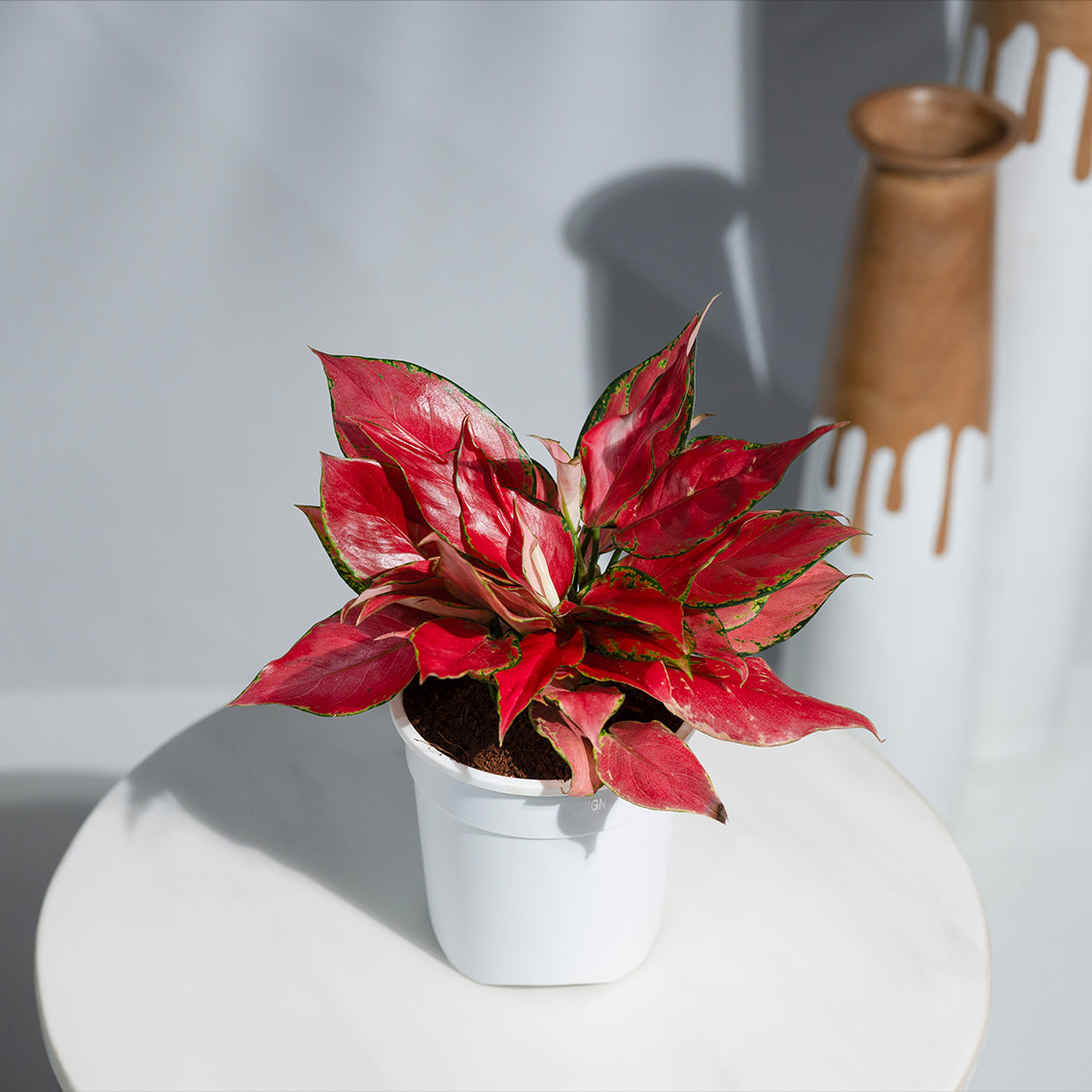 Aglaonema China Red