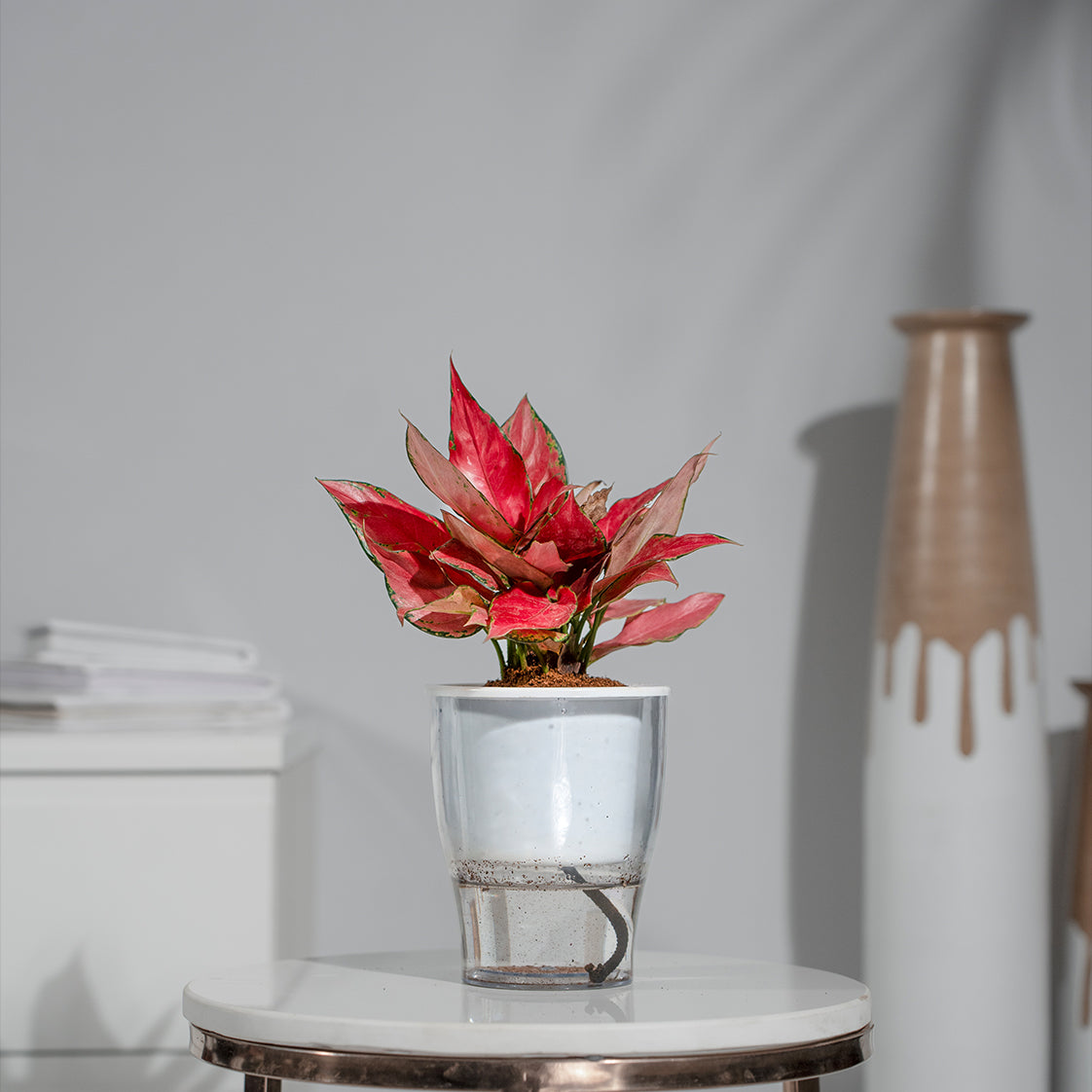 Aglaonema China Red