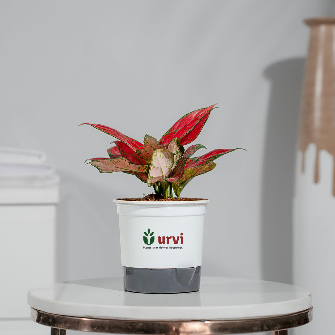 Aglaonema China Red