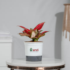 Aglaonema China Red