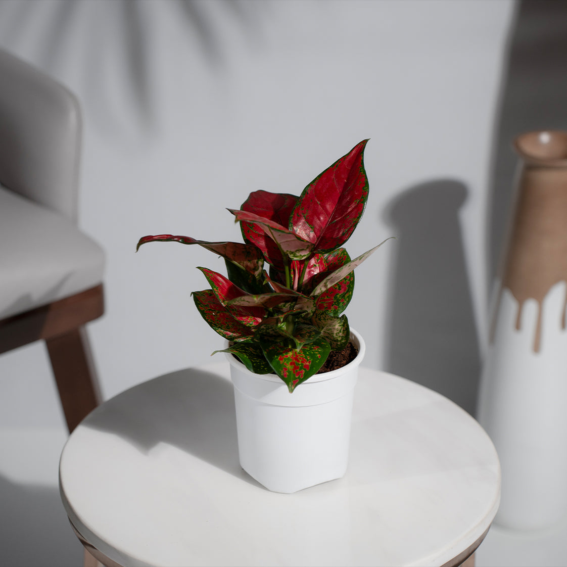 Aglonema Red