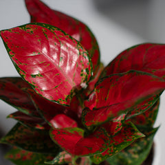 Aglonema Red