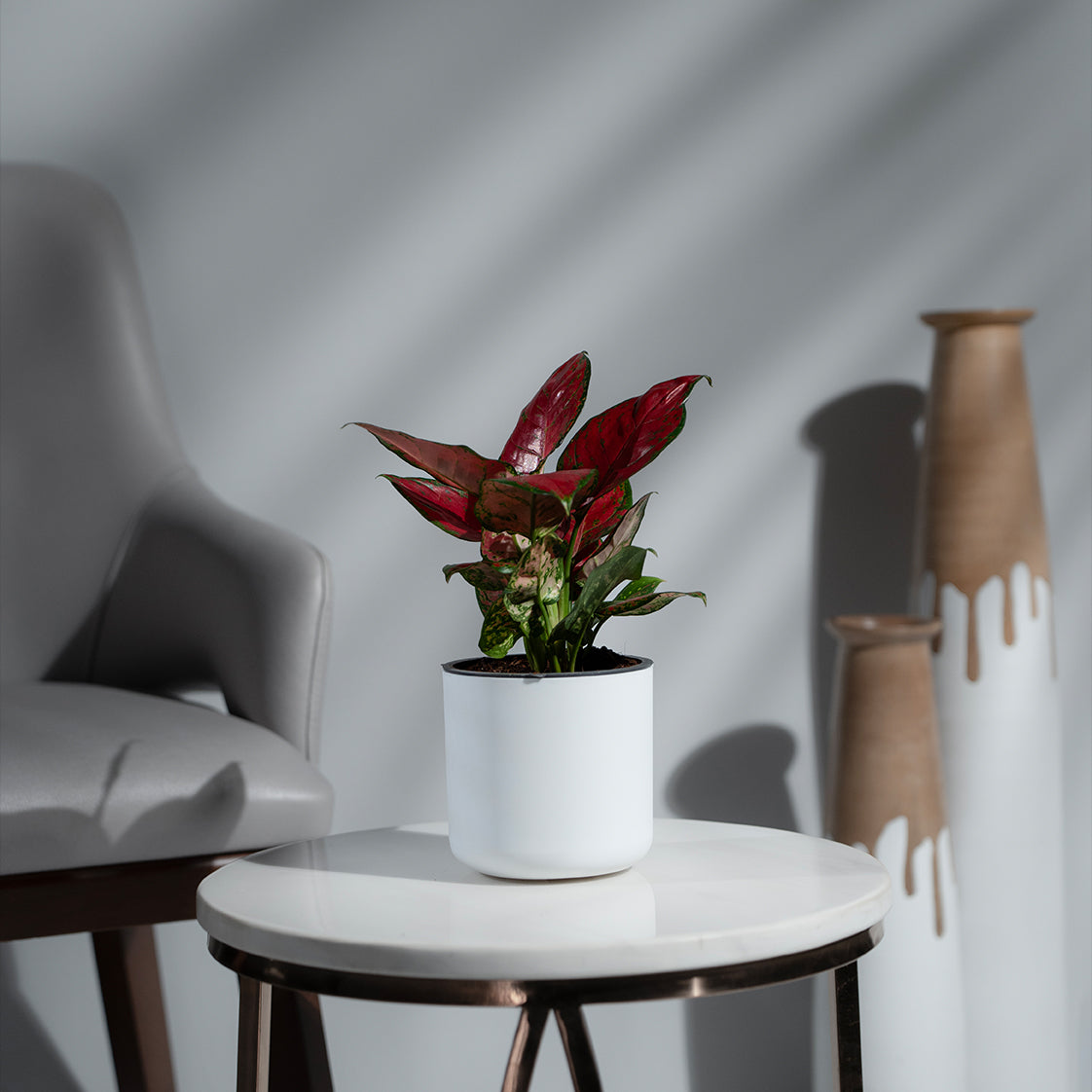 Aglonema Red