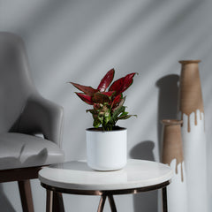 Aglonema Red
