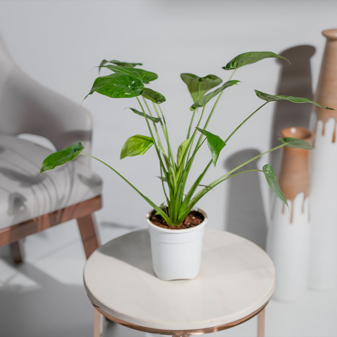 Alocasia Cucullata