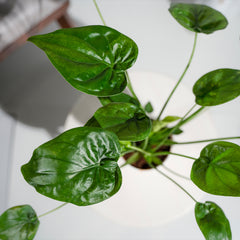 Alocasia Cucullata