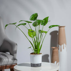 Alocasia Cucullata