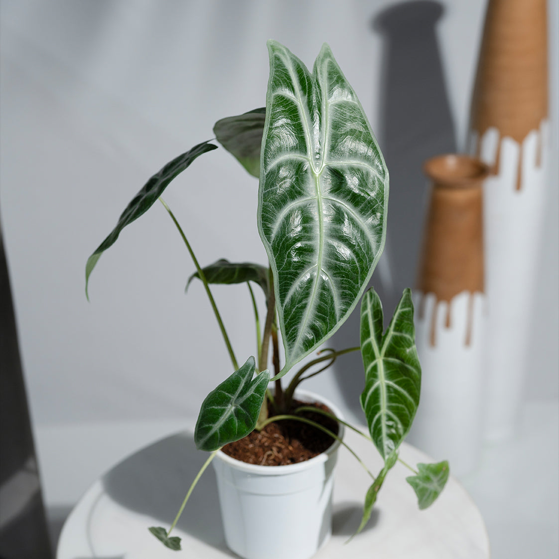 Alocasia Parasol