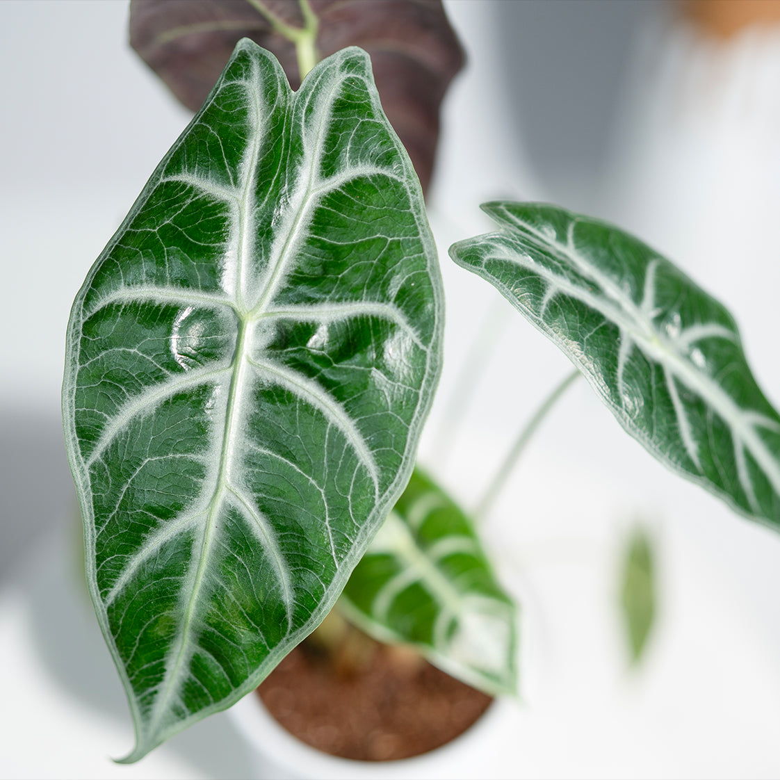 Alocasia Parasol
