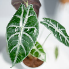 Alocasia Parasol