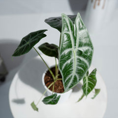 Alocasia Parasol