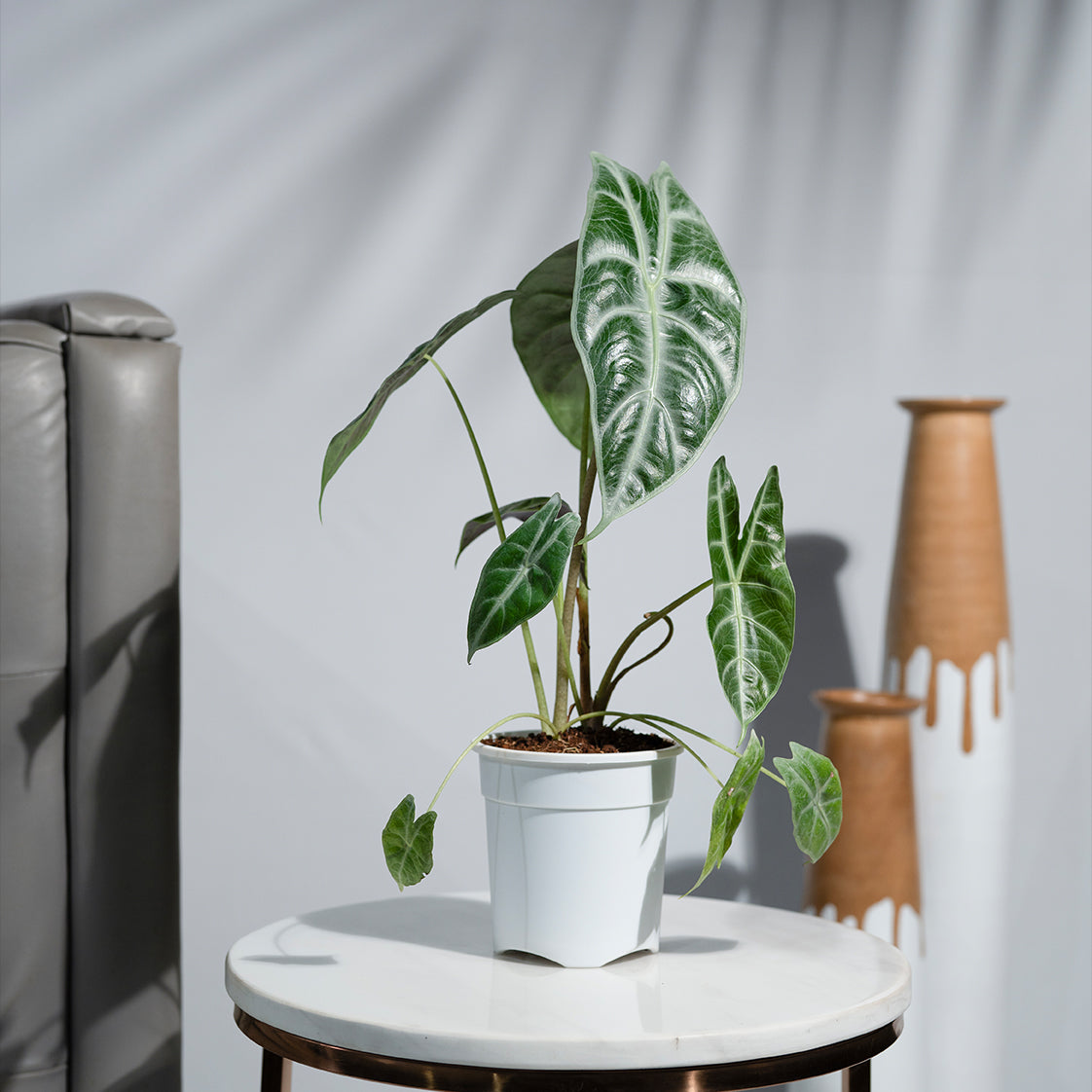 Alocasia Parasol