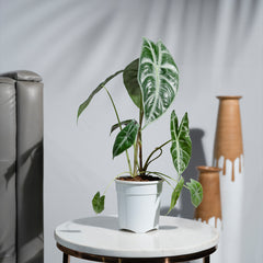 Alocasia Parasol