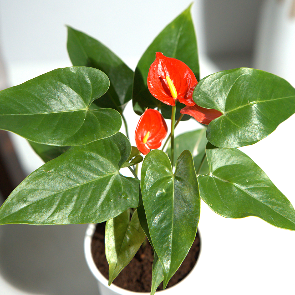 Anthurim red