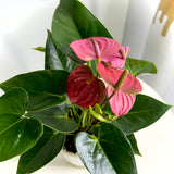 Anthurium Pink