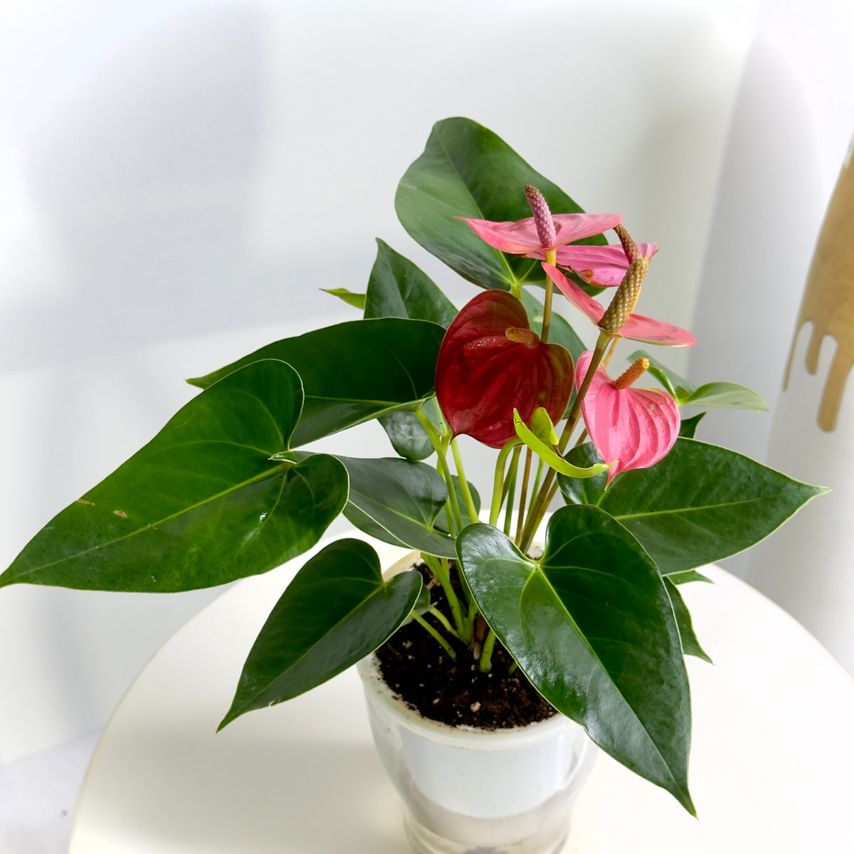 Anthurium Pink