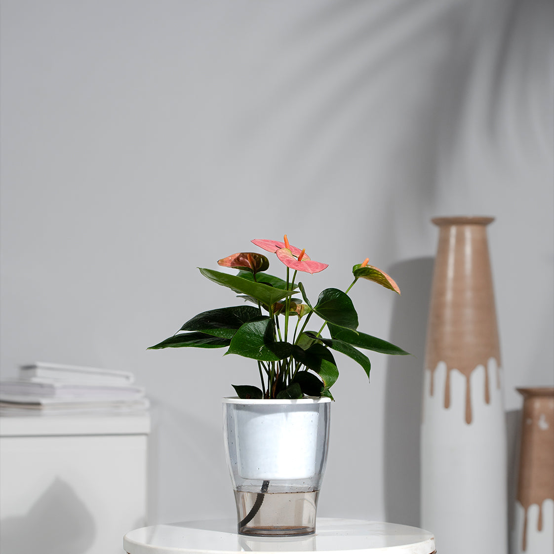Anthurium Pink