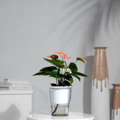 Anthurium Pink
