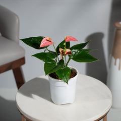 Anthurium Pink