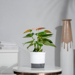 Anthurium Pink