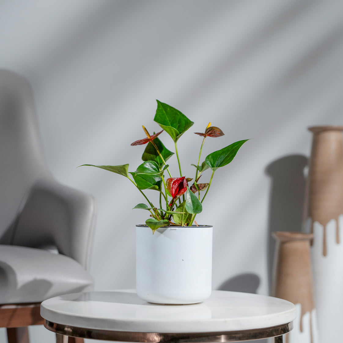 Anthurium Red Black