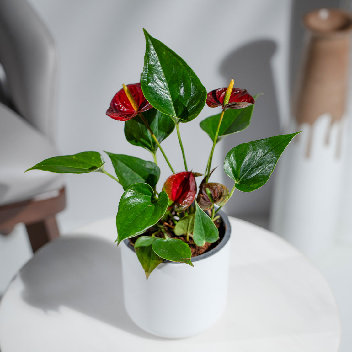 Anthurium Red Black