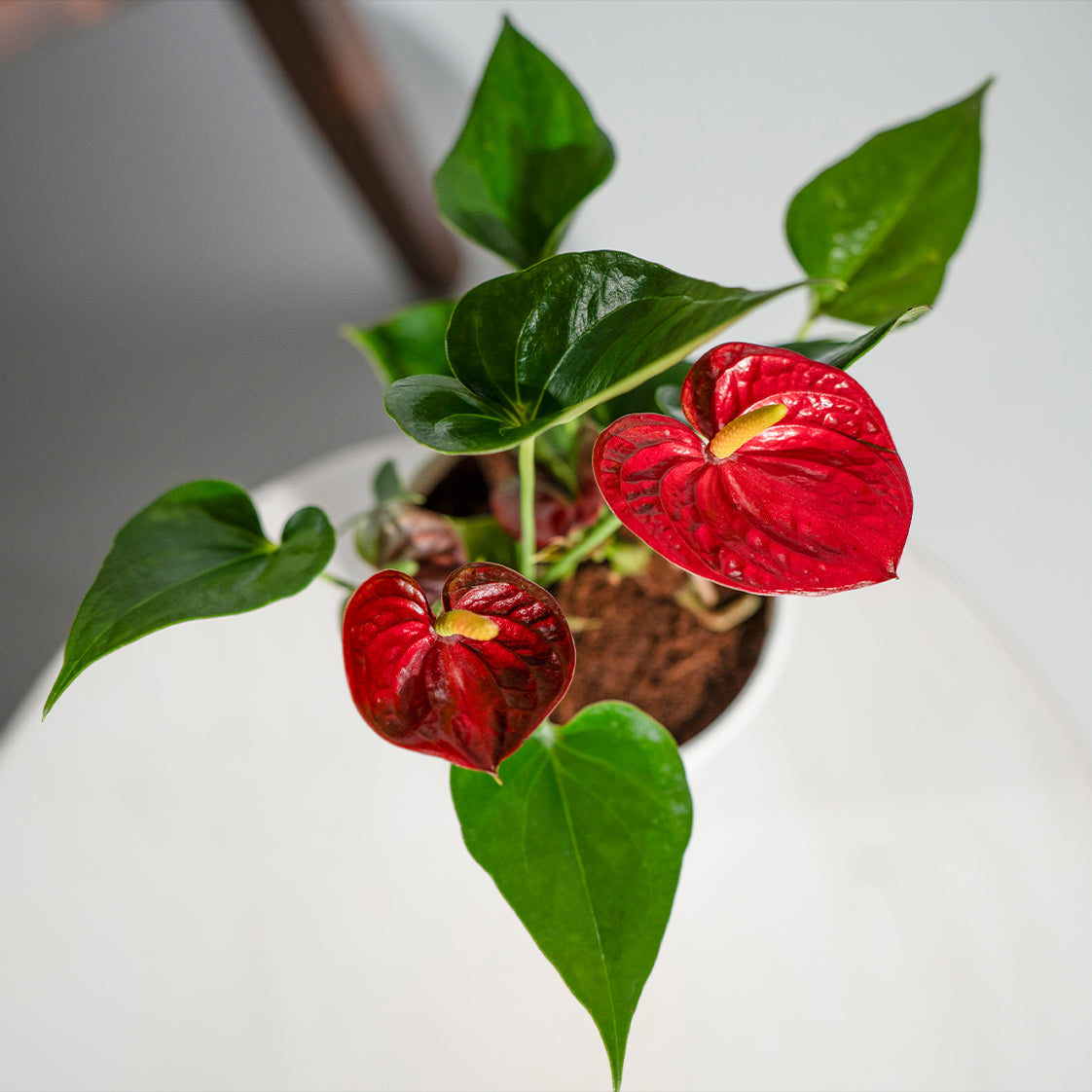 Anthurium Red Black