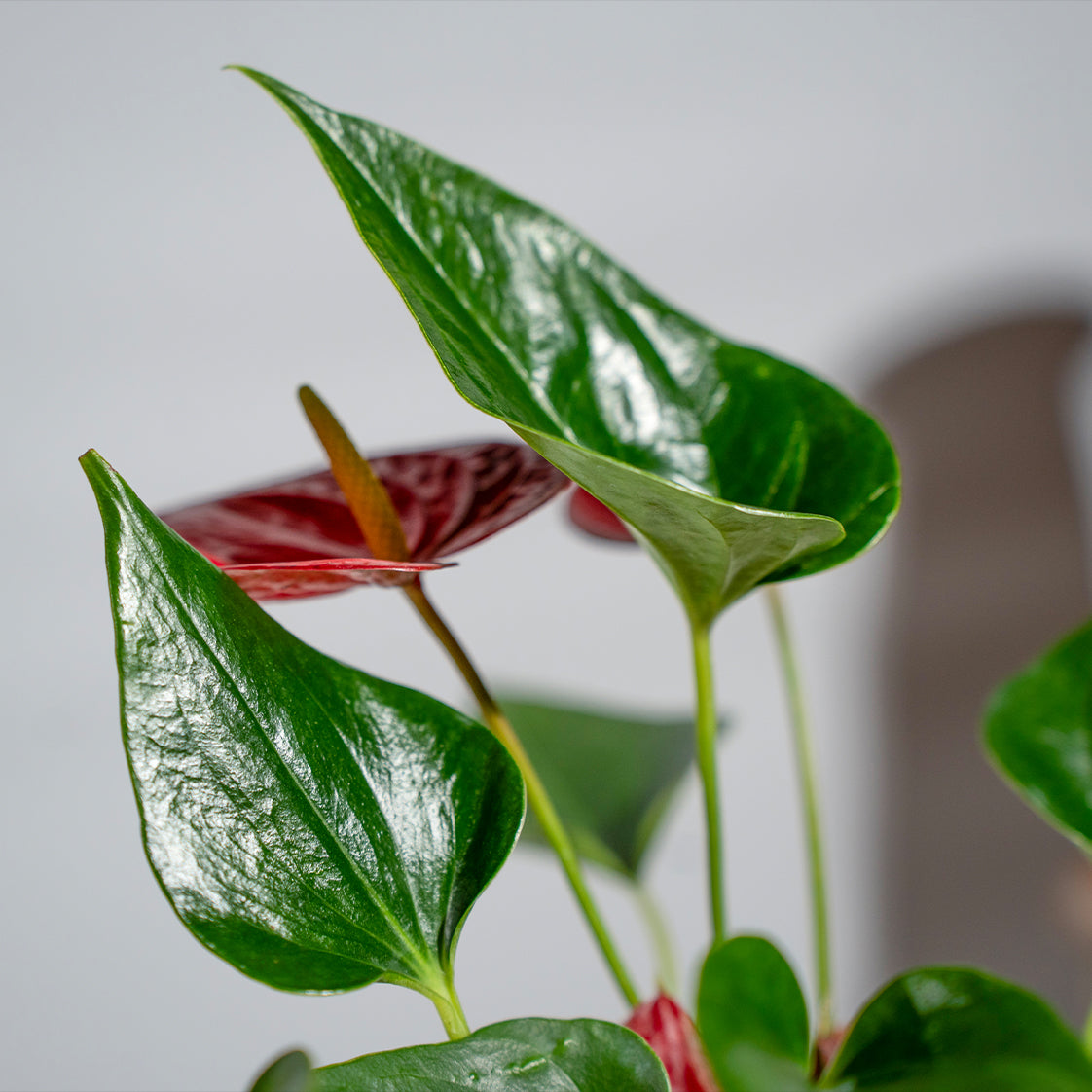 Anthurium Red Black
