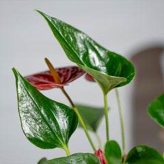 Anthurium Red Black