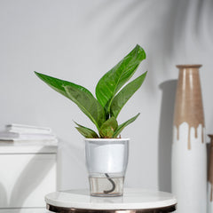 Anthutium Folliage