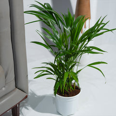 Areca Palm