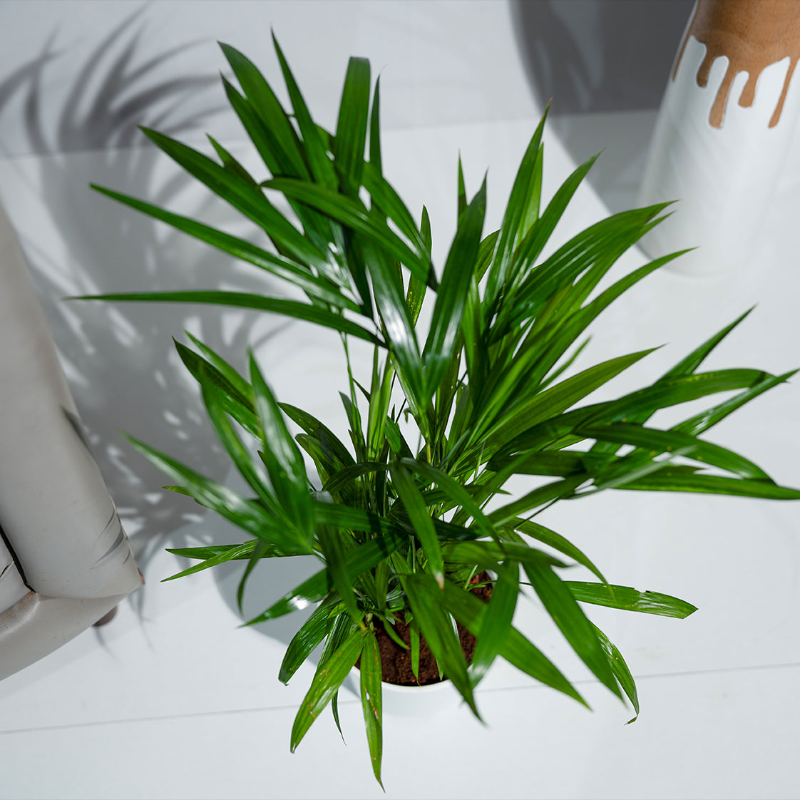Areca Palm