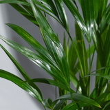 Areca Palm