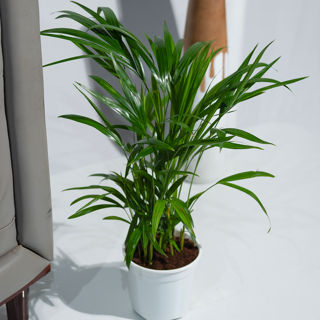 Areca Palm