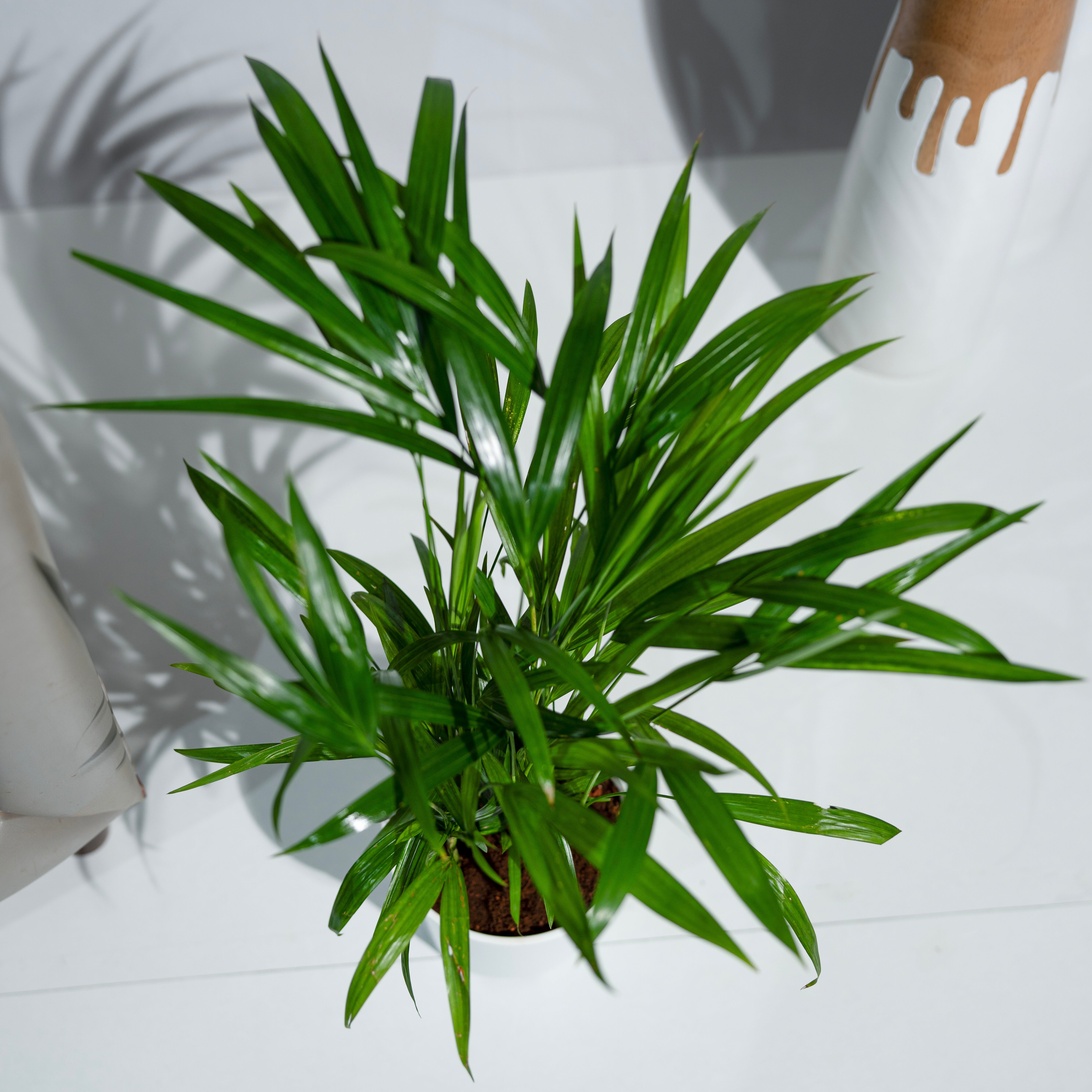 Areca Palm