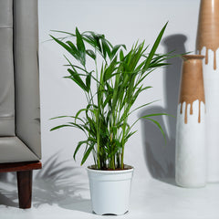 Areca Palm