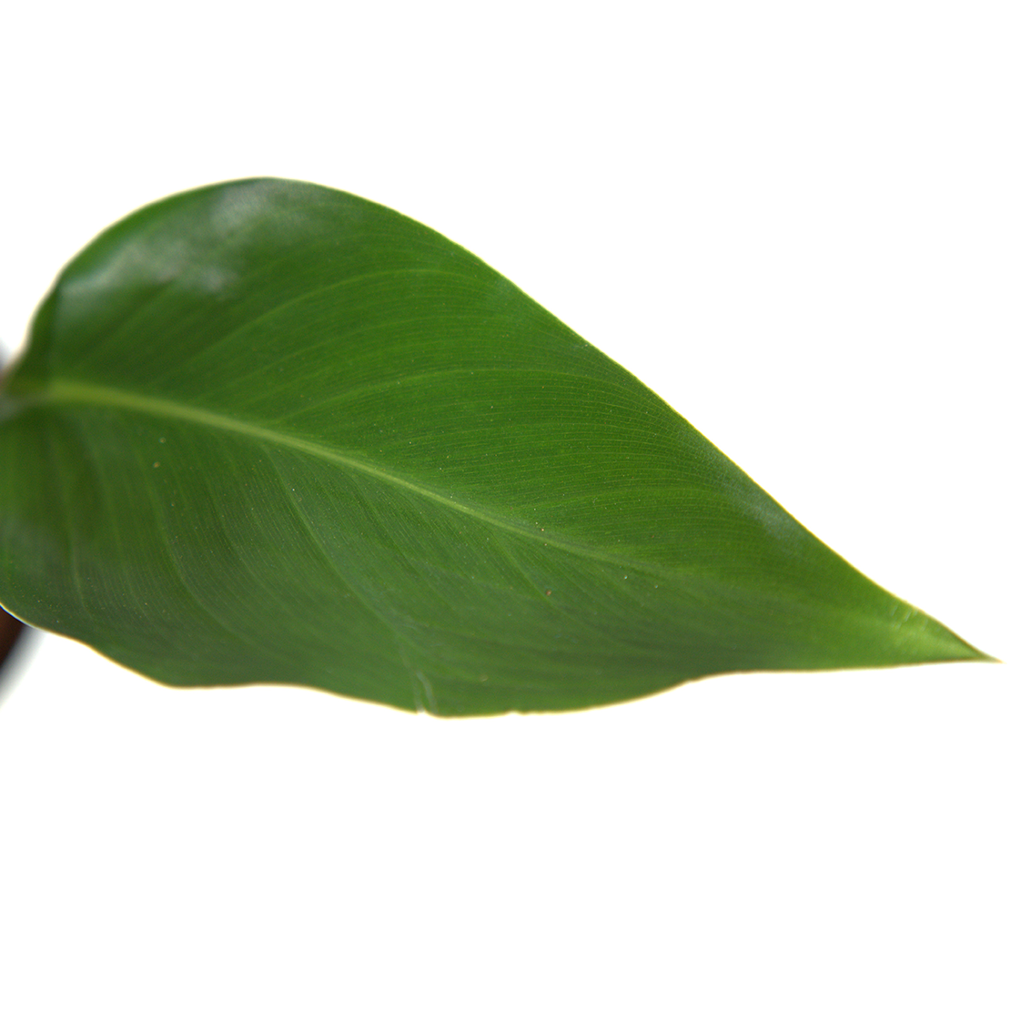 Bird of Paradise