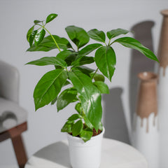 Brassia Green