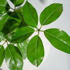 Brassia Green
