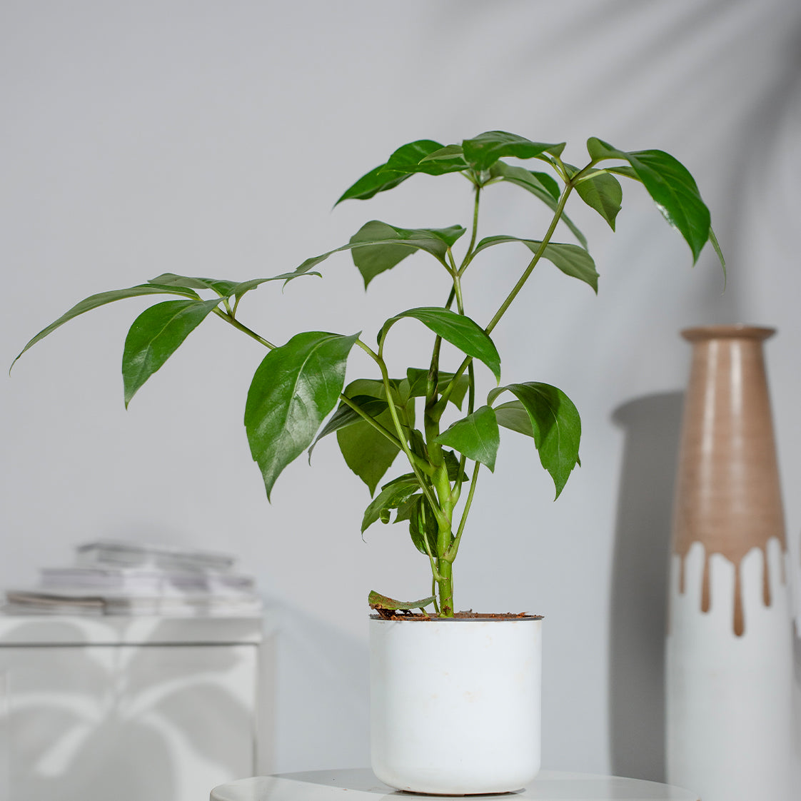 Brassia Green