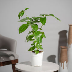 Brassia Green