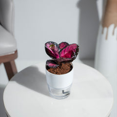 Calathea Roseopicta Crimson Plant