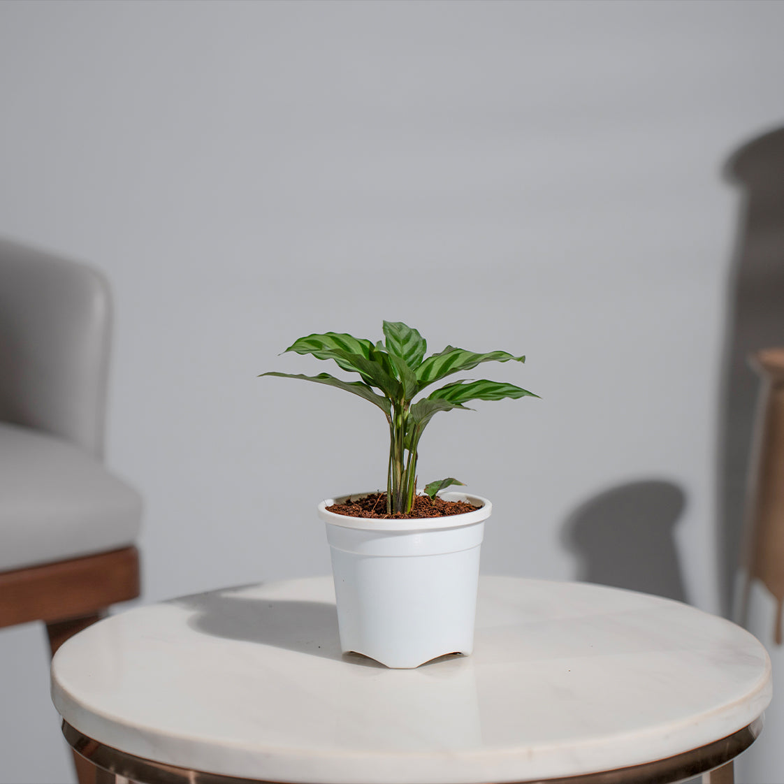 Calathea Freddie