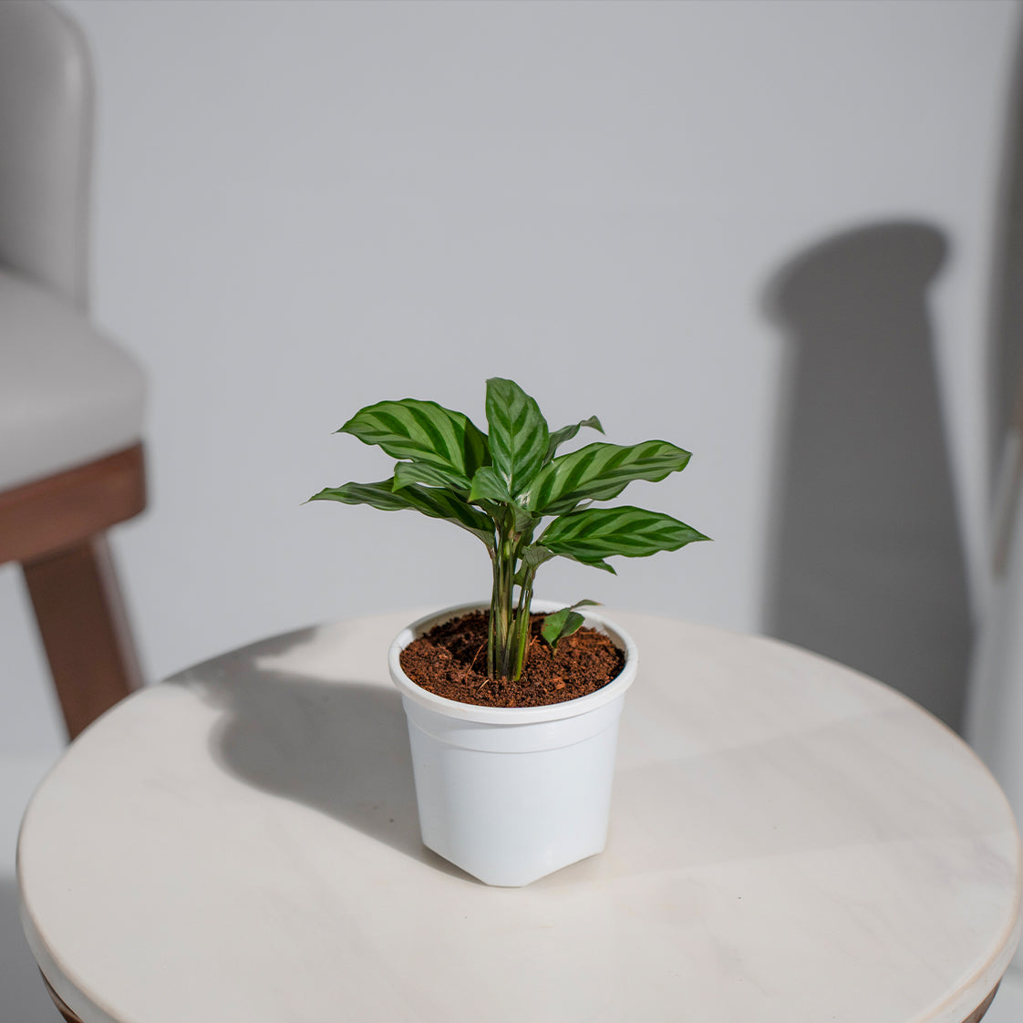 Calathea Freddie
