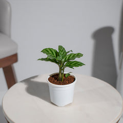 Calathea Freddie