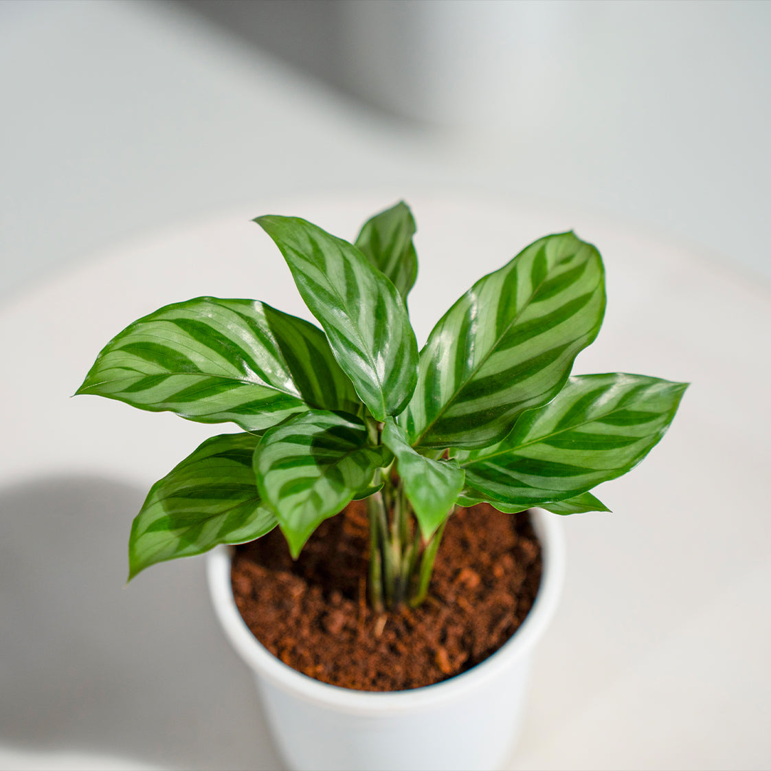 Calathea Freddie