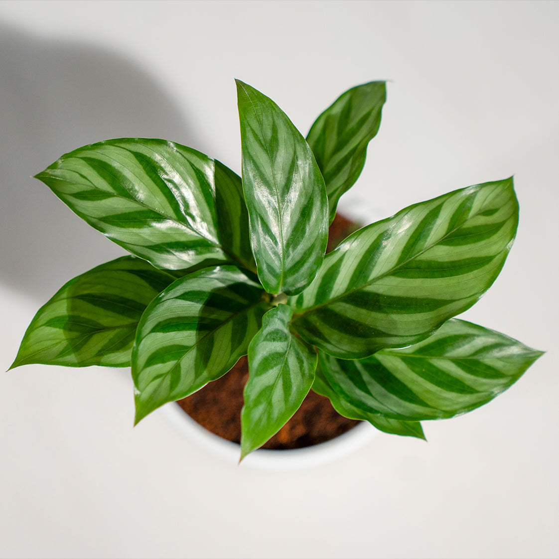 Calathea Freddie