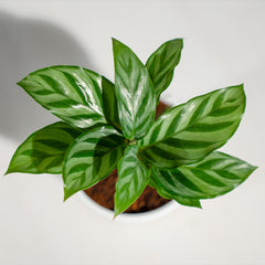 Calathea Freddie