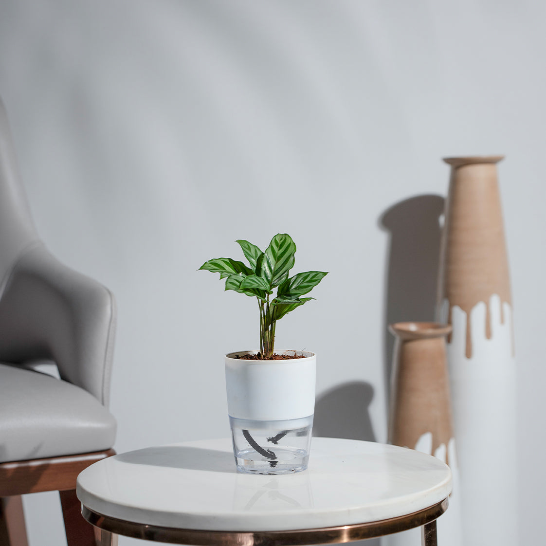 Calathea Freddie